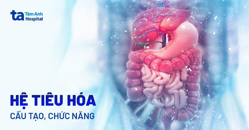 So do minh hoa su khac biet trong he tieu hoa cua cho lien quan den tieu hoa lactose